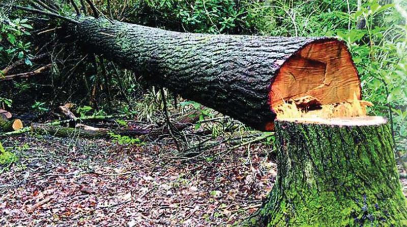 रुख कटानमा ढिलाइले राजमार्ग विस्तार प्रभावित